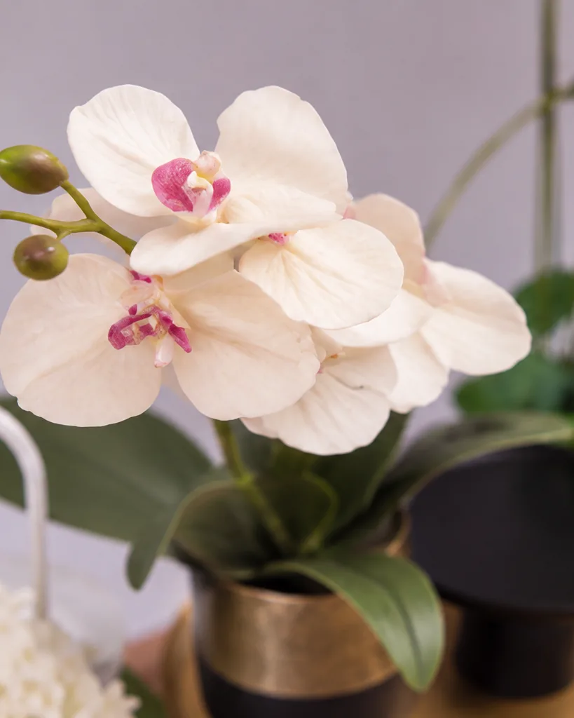 Nahaufnahme einer cremeweissen Orchidee über goldenem Topf und schwarzer Schale.